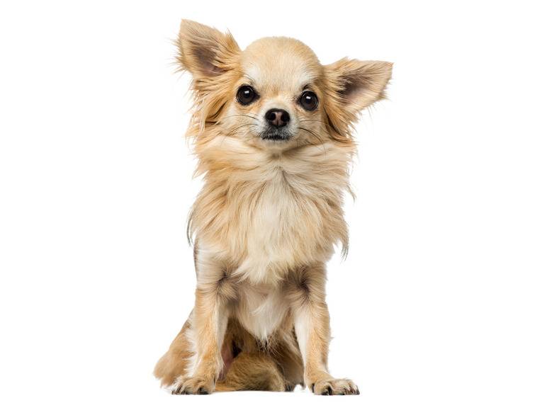 zoofari® Hundegeschirr, mit Zugkraftverteilung auf den Brustkorb Osterangebot