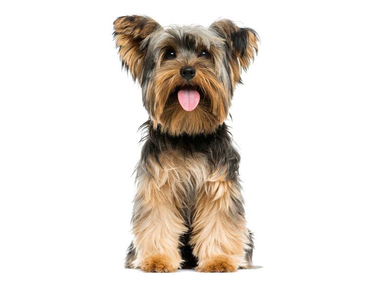 zoofari® Hundegeschirr, mit Zugkraftverteilung auf den Brustkorb Osterangebot