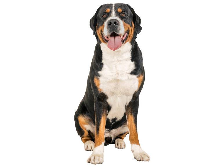 zoofari® Hundegeschirr, mit Klettstickern Vatertagsangebot