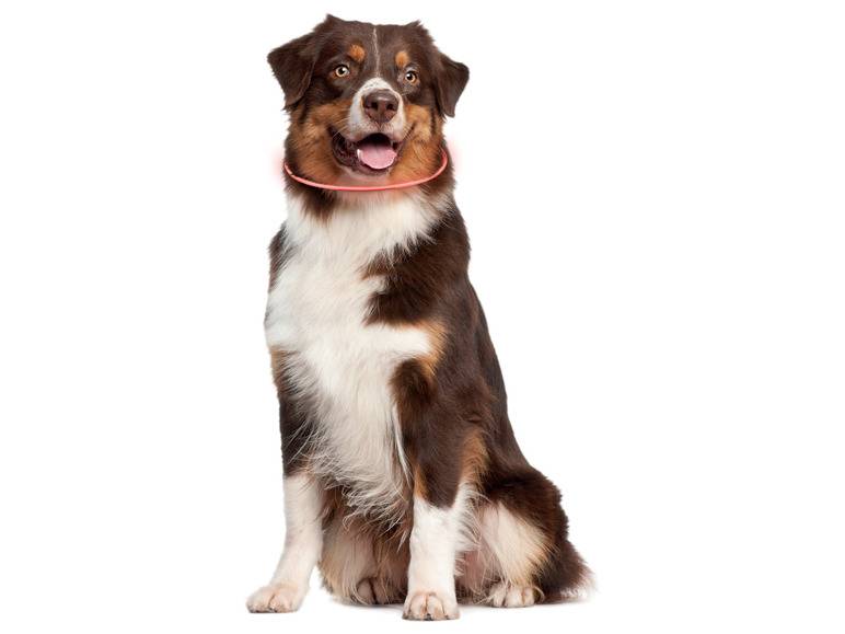 zoofari® LED-Leuchtschlauch Hundehalsband, mit 3 Leuchtfunktionen Räumungsverkauf