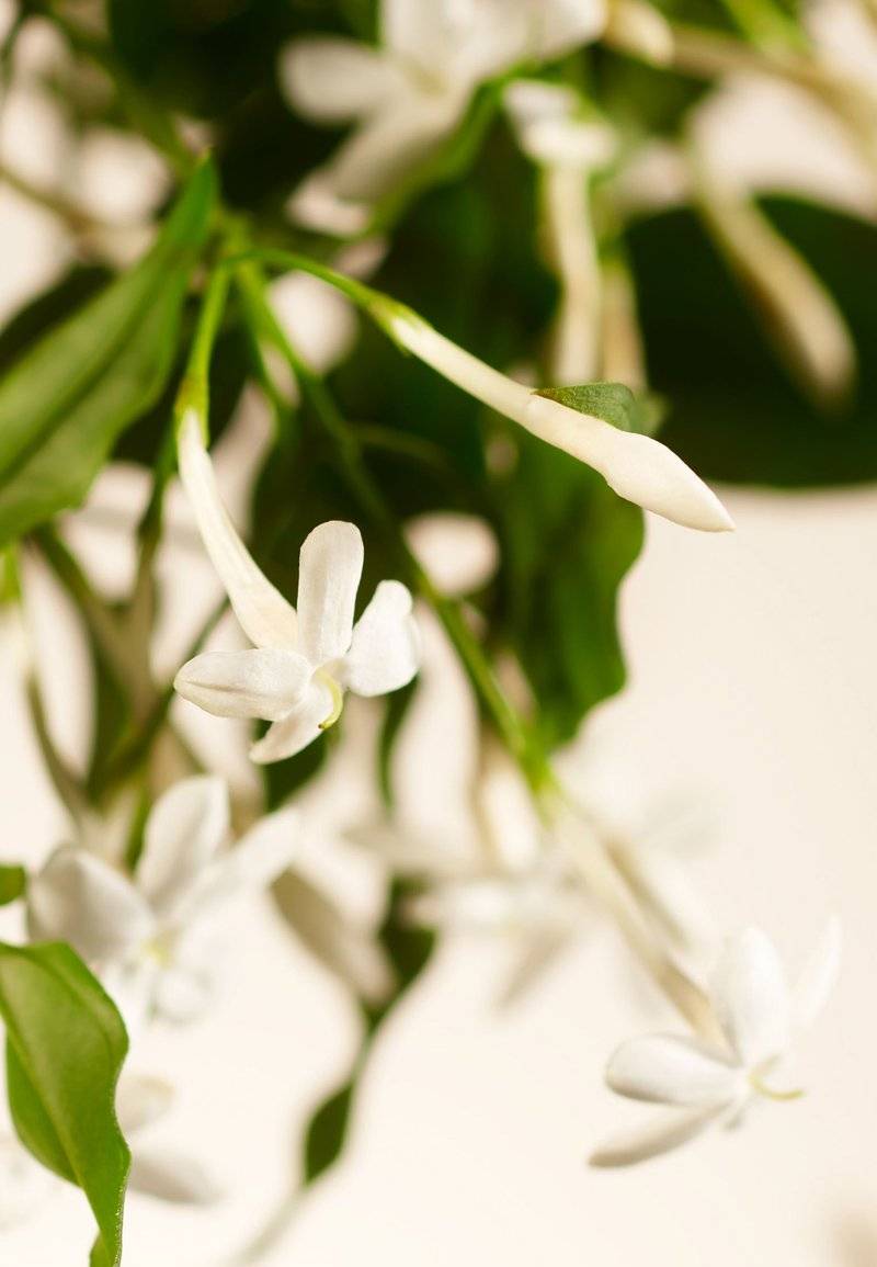 Rituals Rituals HOME PERFUME - SWEET JASMINE PRIVATE COLLECTION - FLORAL - Home fragrance Große Rabatte